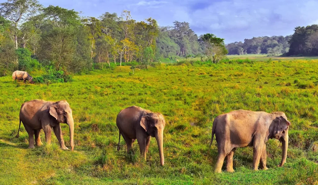 Chitwan