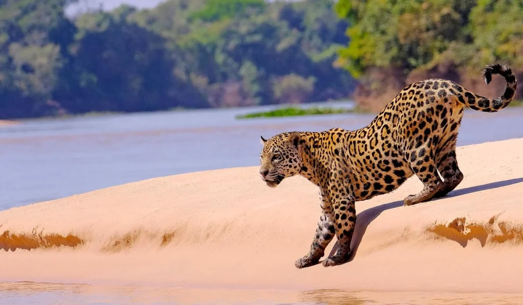 Pantanal