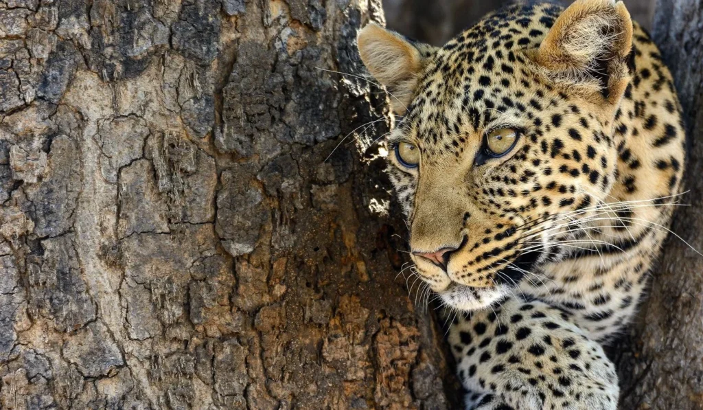 Ruaha