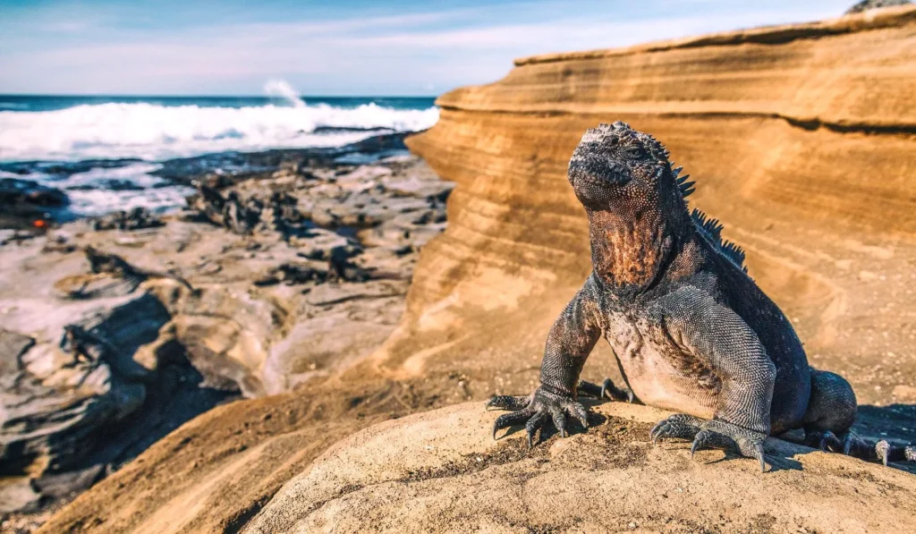 Galapagos