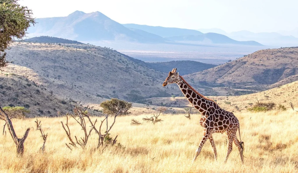 Lewa Downs