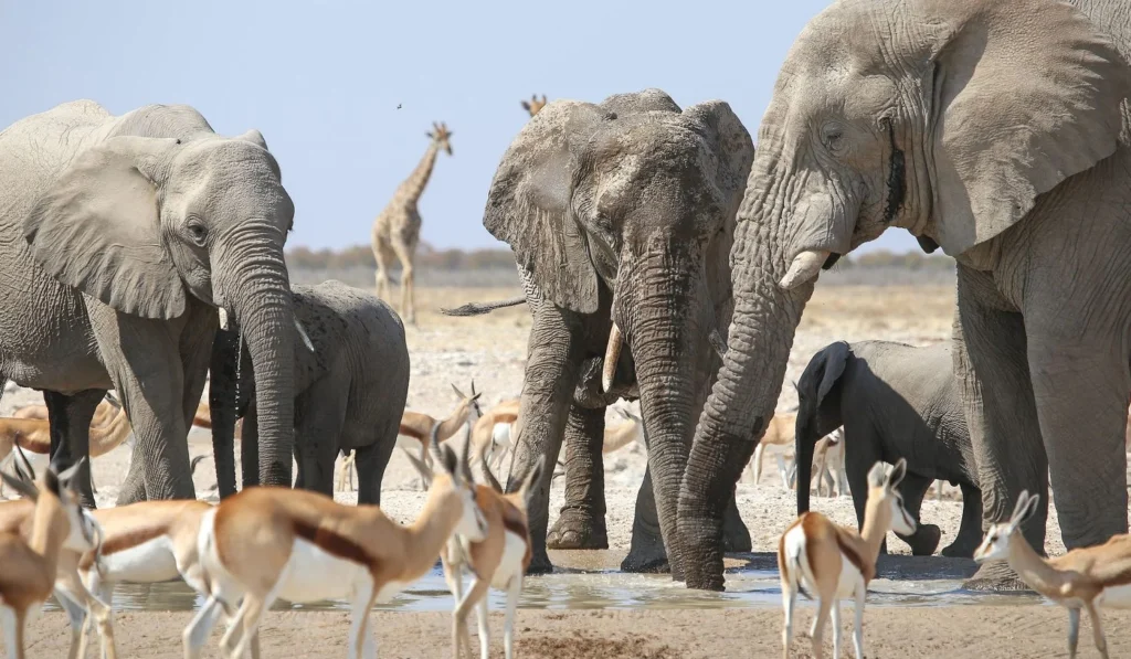 Etosha