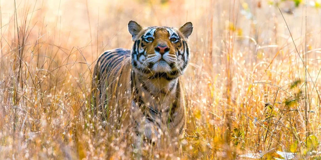 Kanha