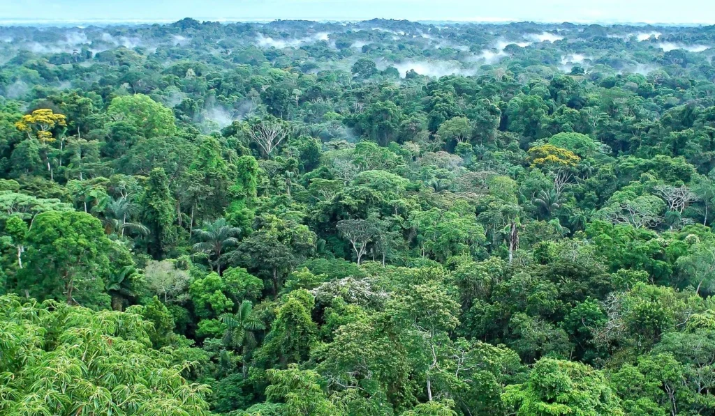 Yasuni Amazon