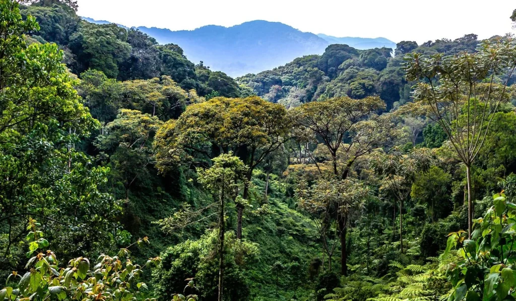 Nyungwe