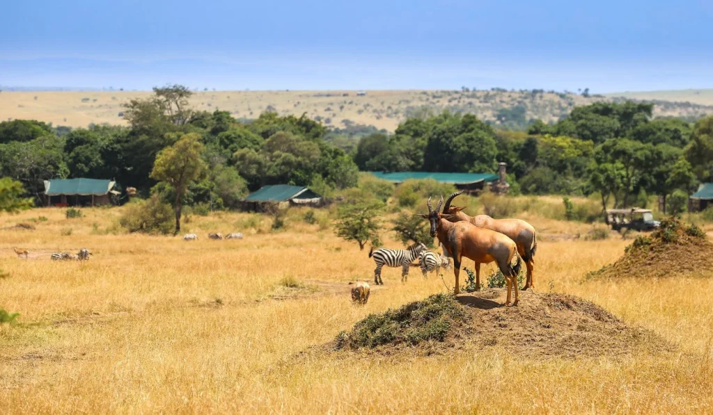 Offbeat Mara Camp