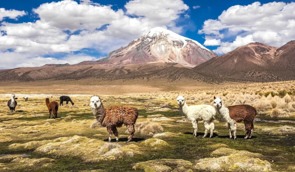Sajama