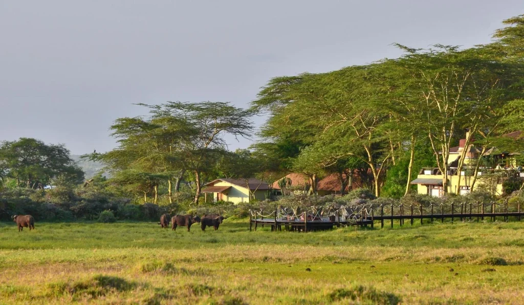 Hatari Lodge