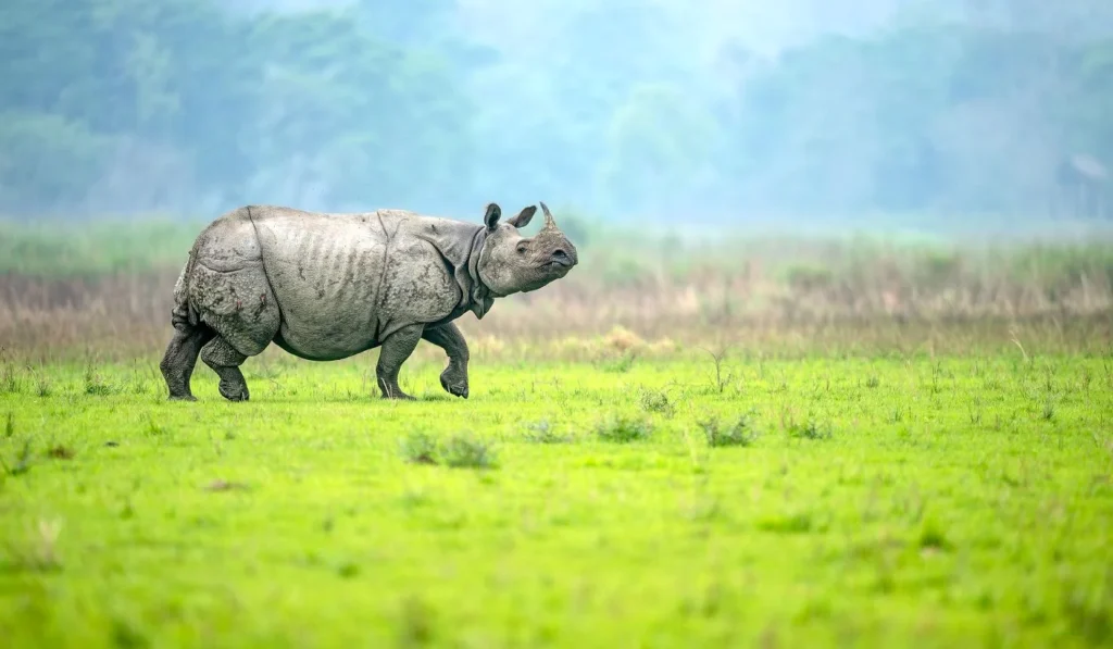 Kaziranga