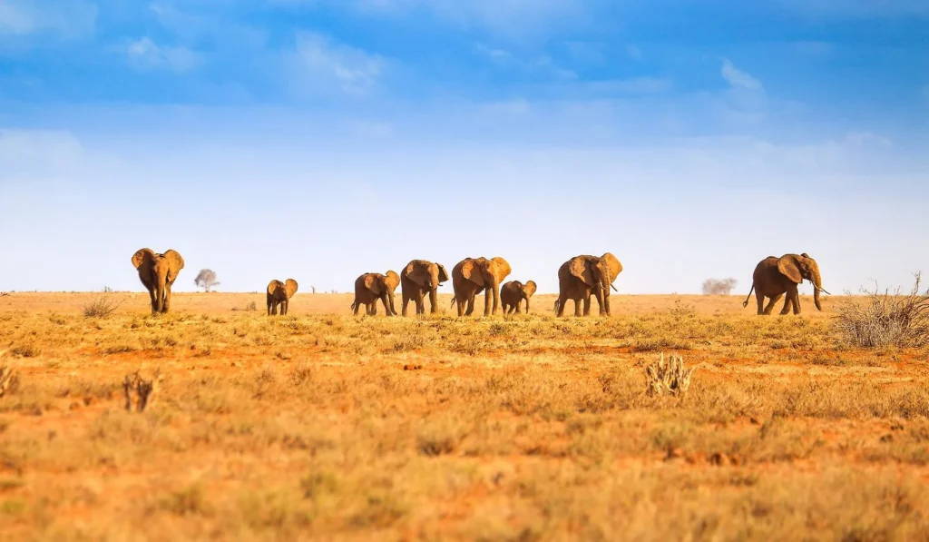 Tsavo East