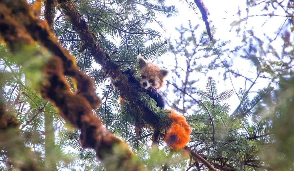 Langtang Circuit 11E