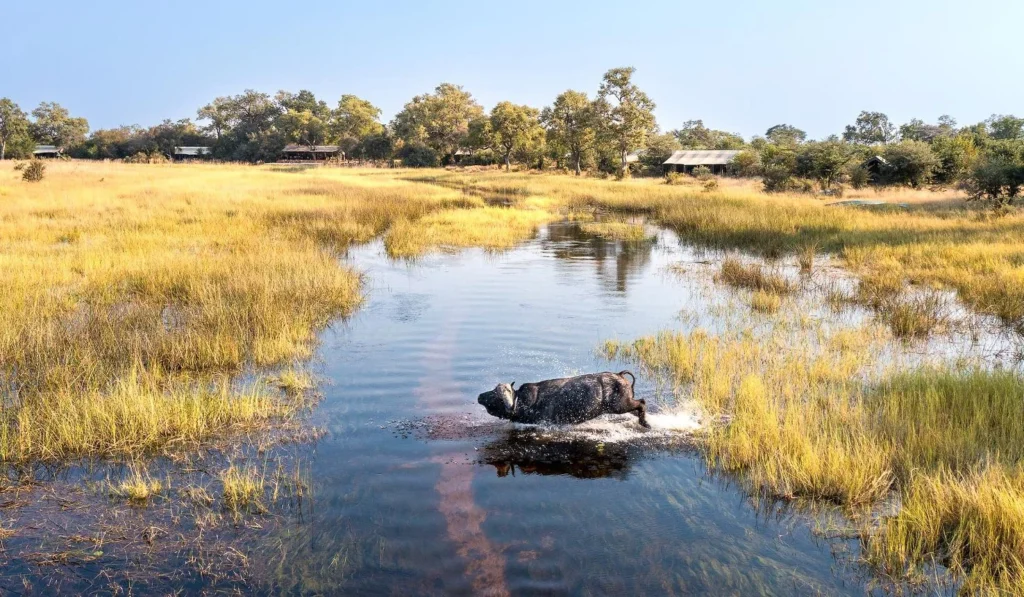 Okavango Explorers Camp