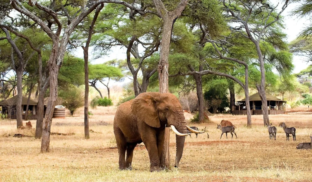 Sanctuary Swala Camp