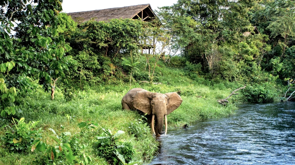 Mboko Camp