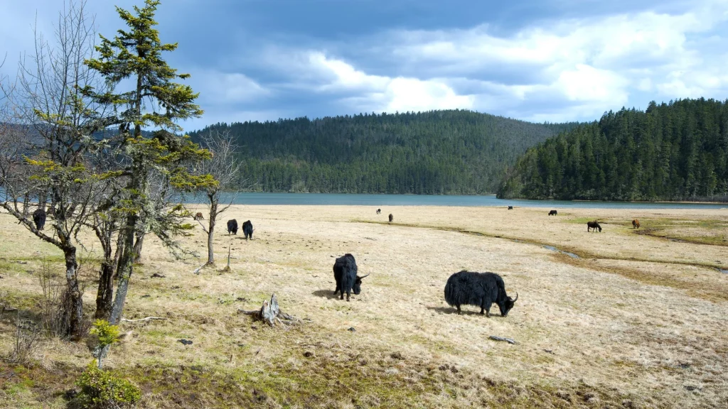 Dagala Lawagu Pass 6