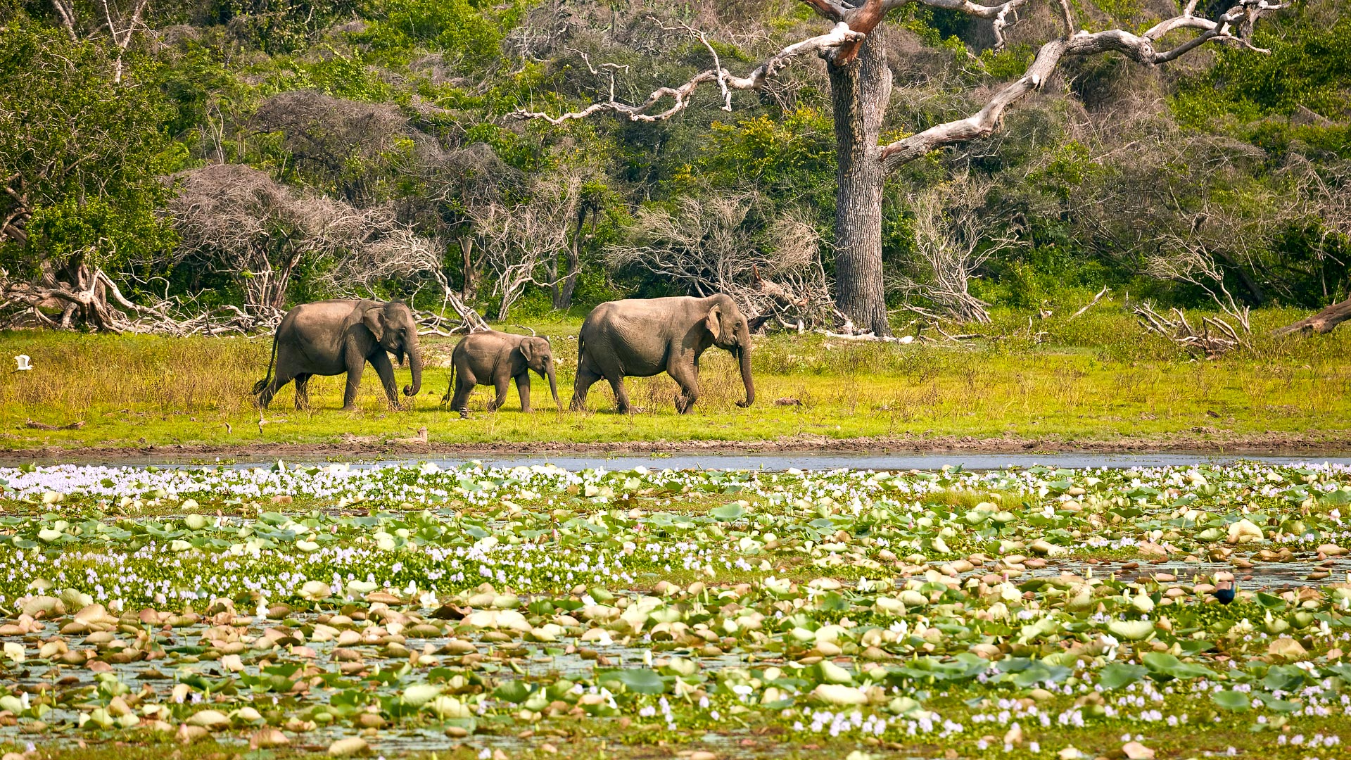 seismic disruption to the world of safari