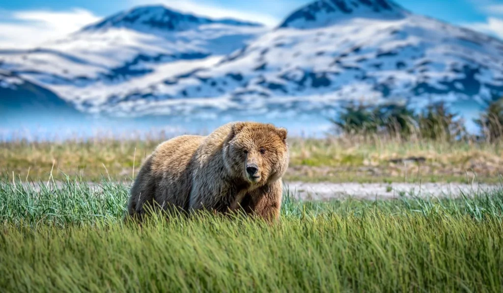 Alaska