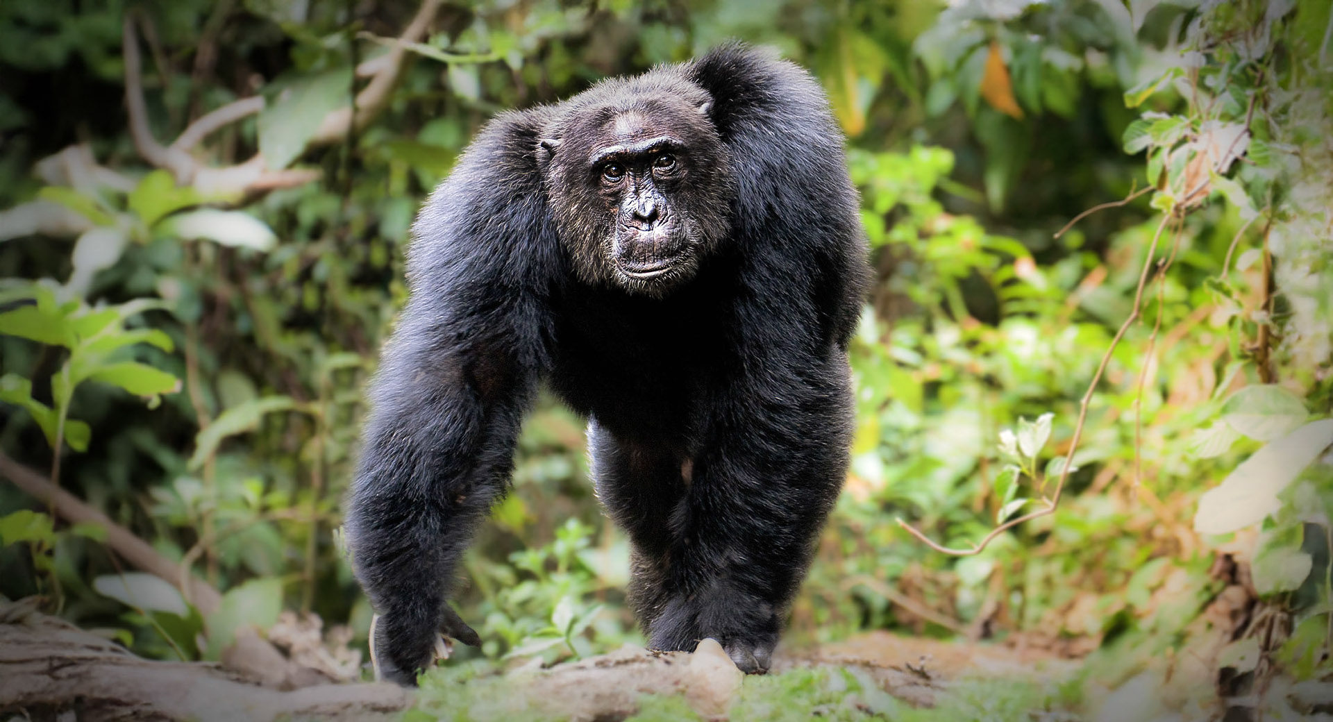 Chimpanzee safaris