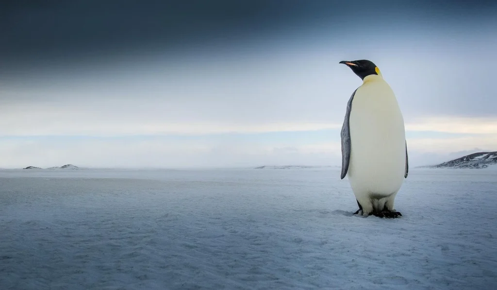 Antarctica West