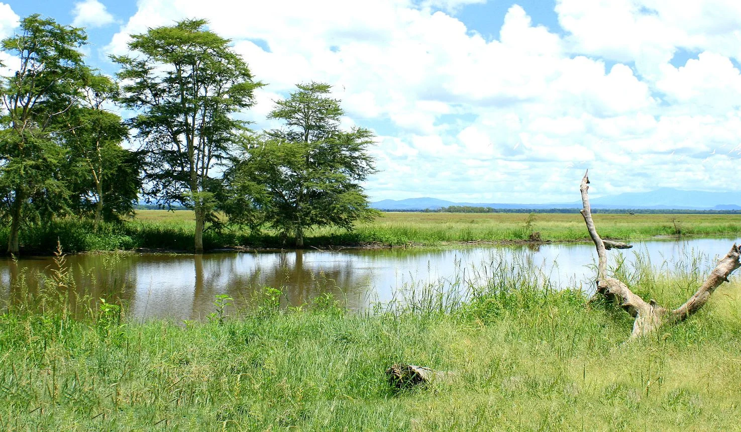 Gorongosa