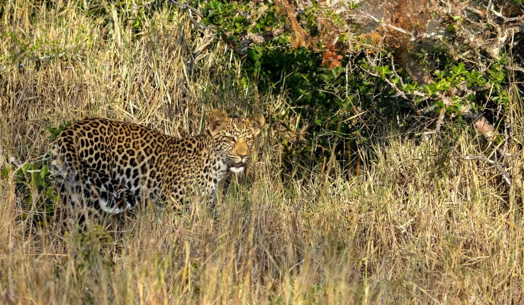 Thornybush Reserve
