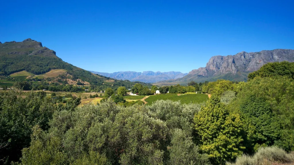 Cape Winelands