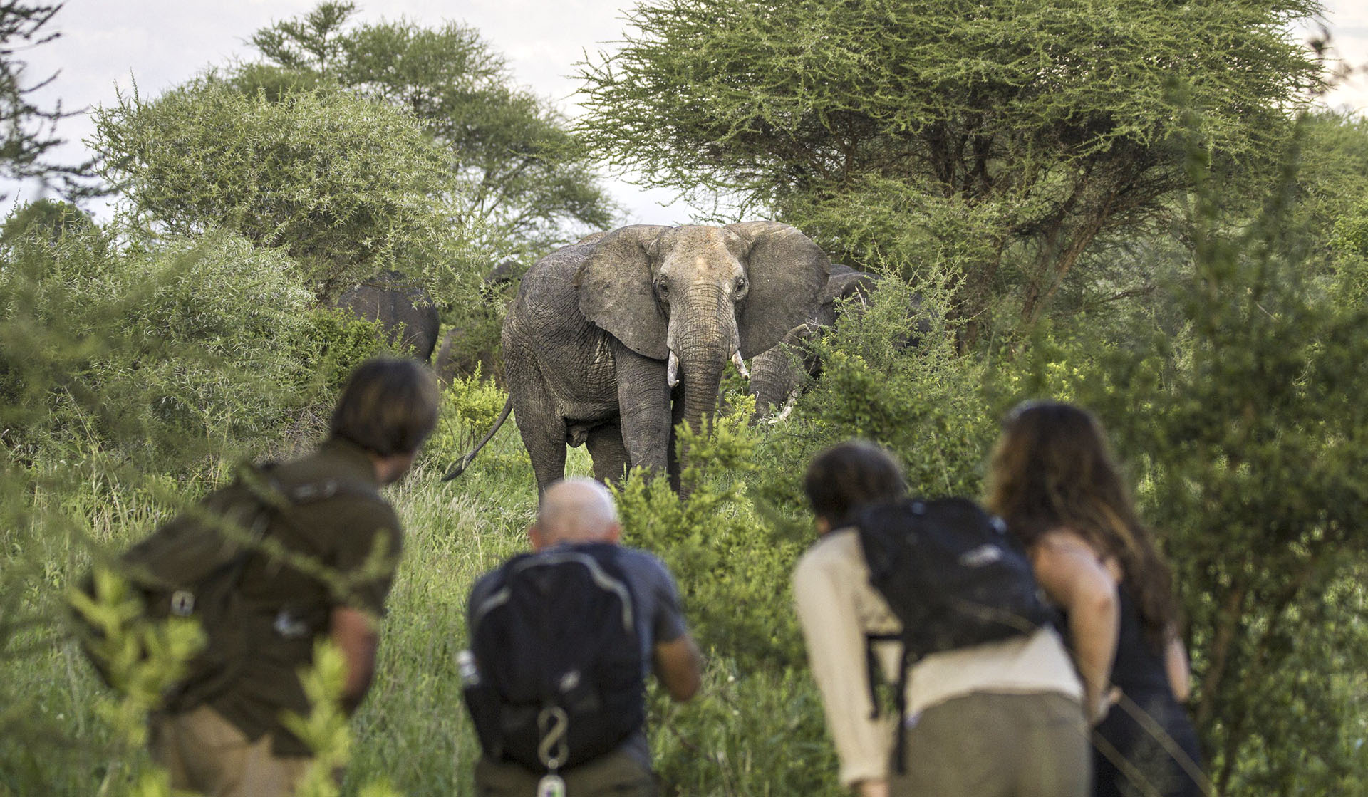 Walking safaris