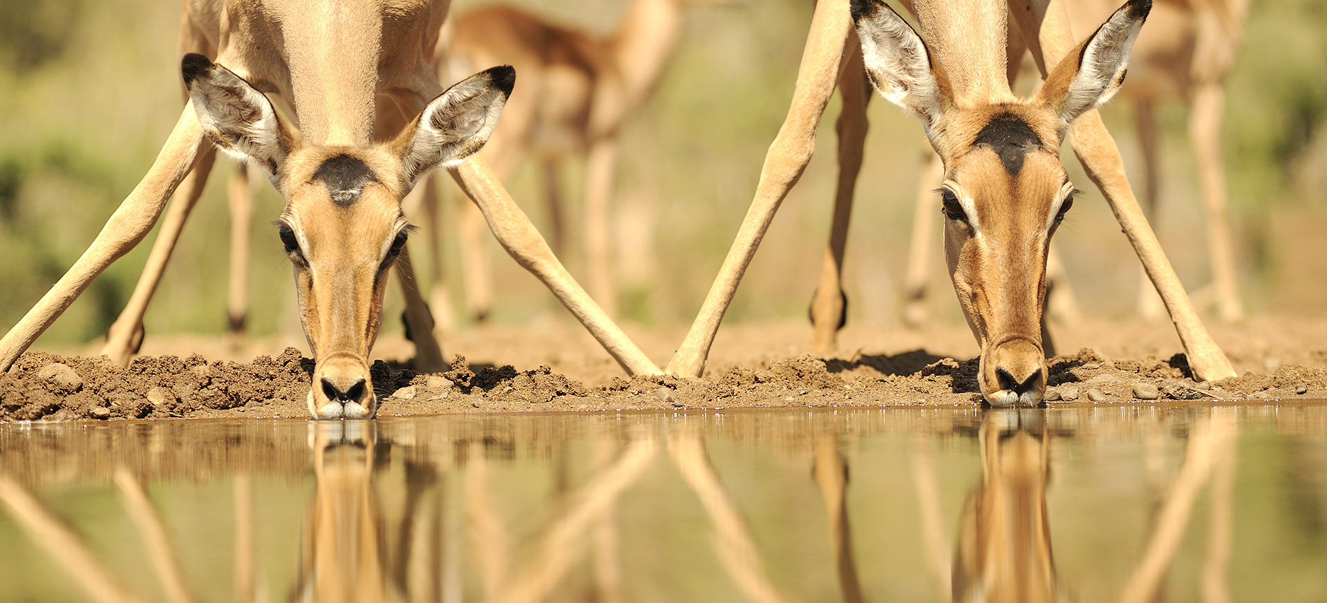 let us know your thoughts about South Africa and we will help you create the perfect safari