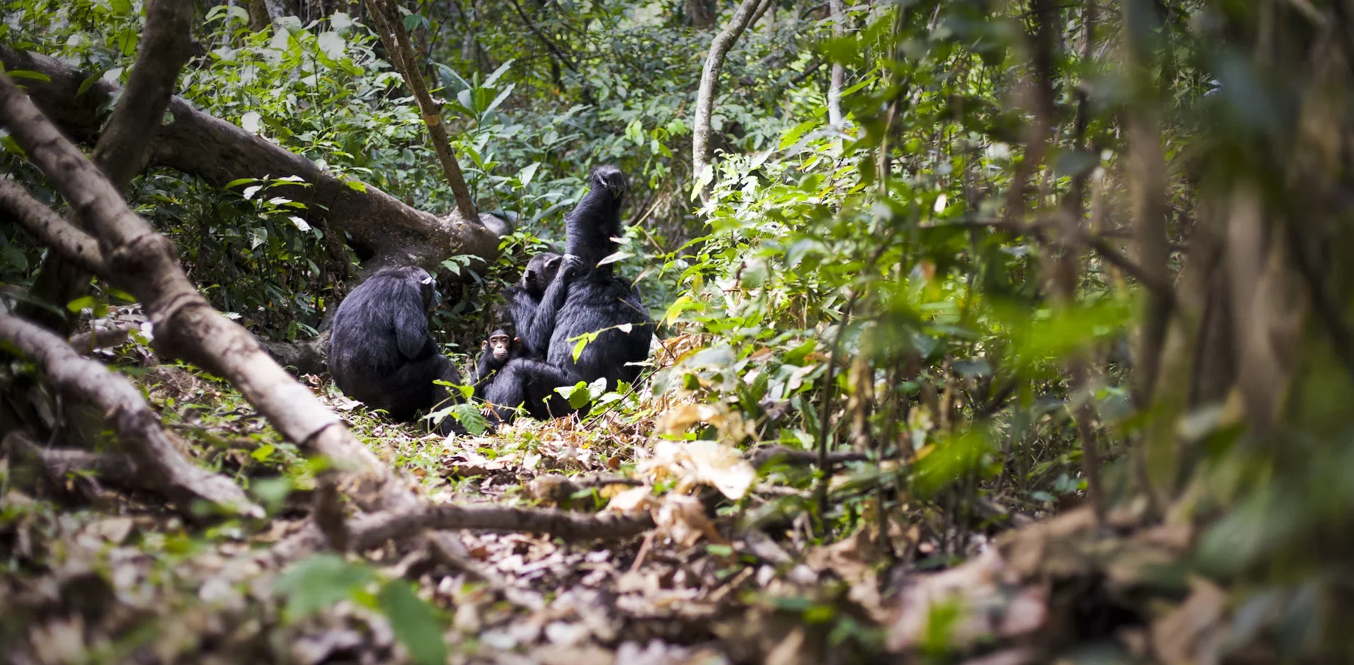 are the most active and interesting of the larger primates