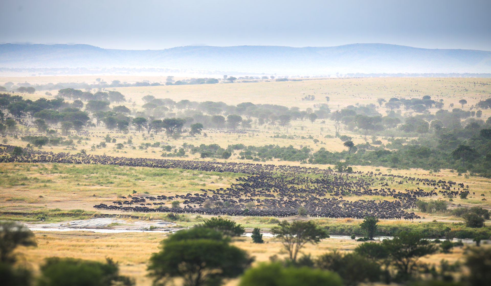 Migration safaris