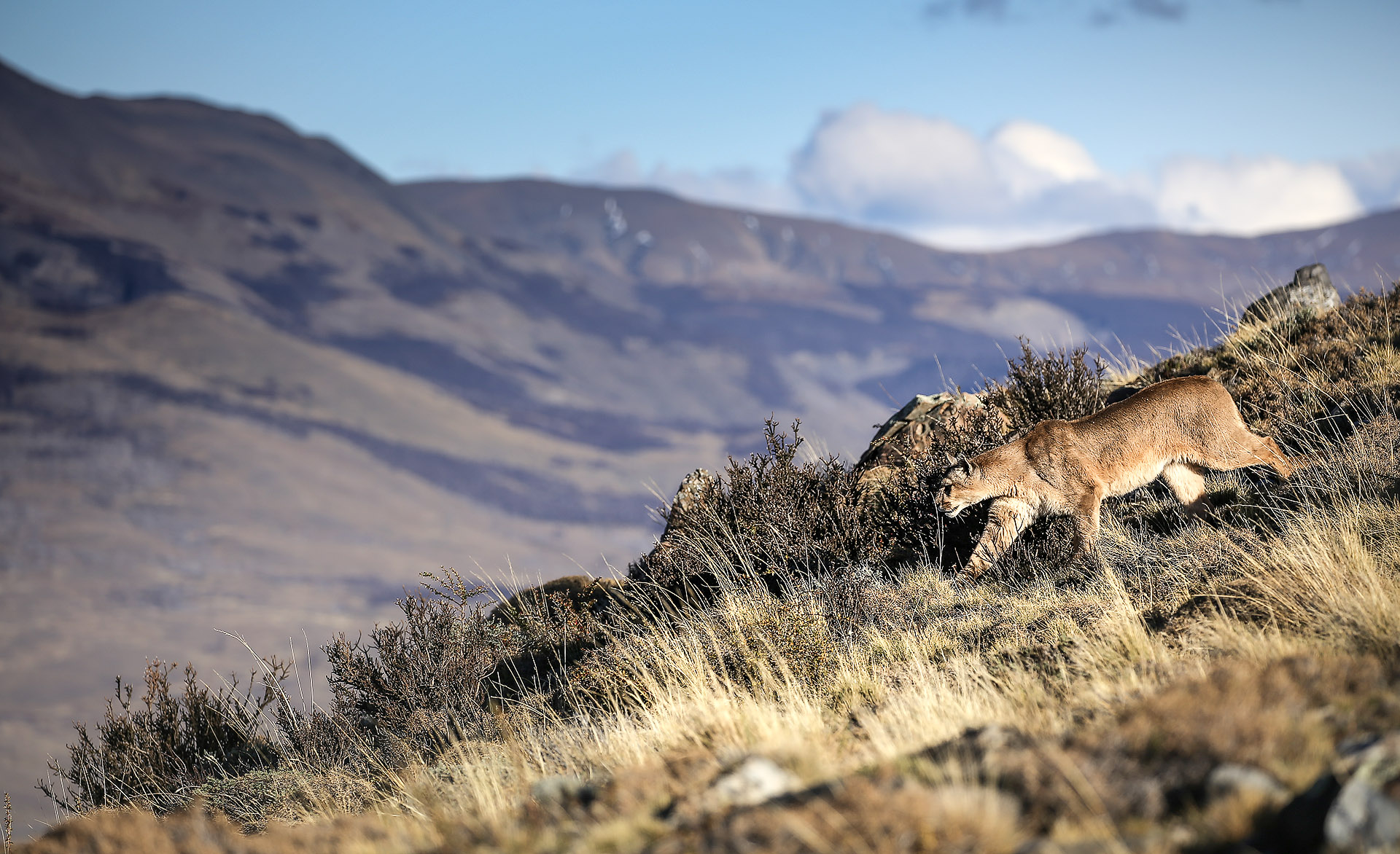 are the most under-appreciated of the world’s big cats