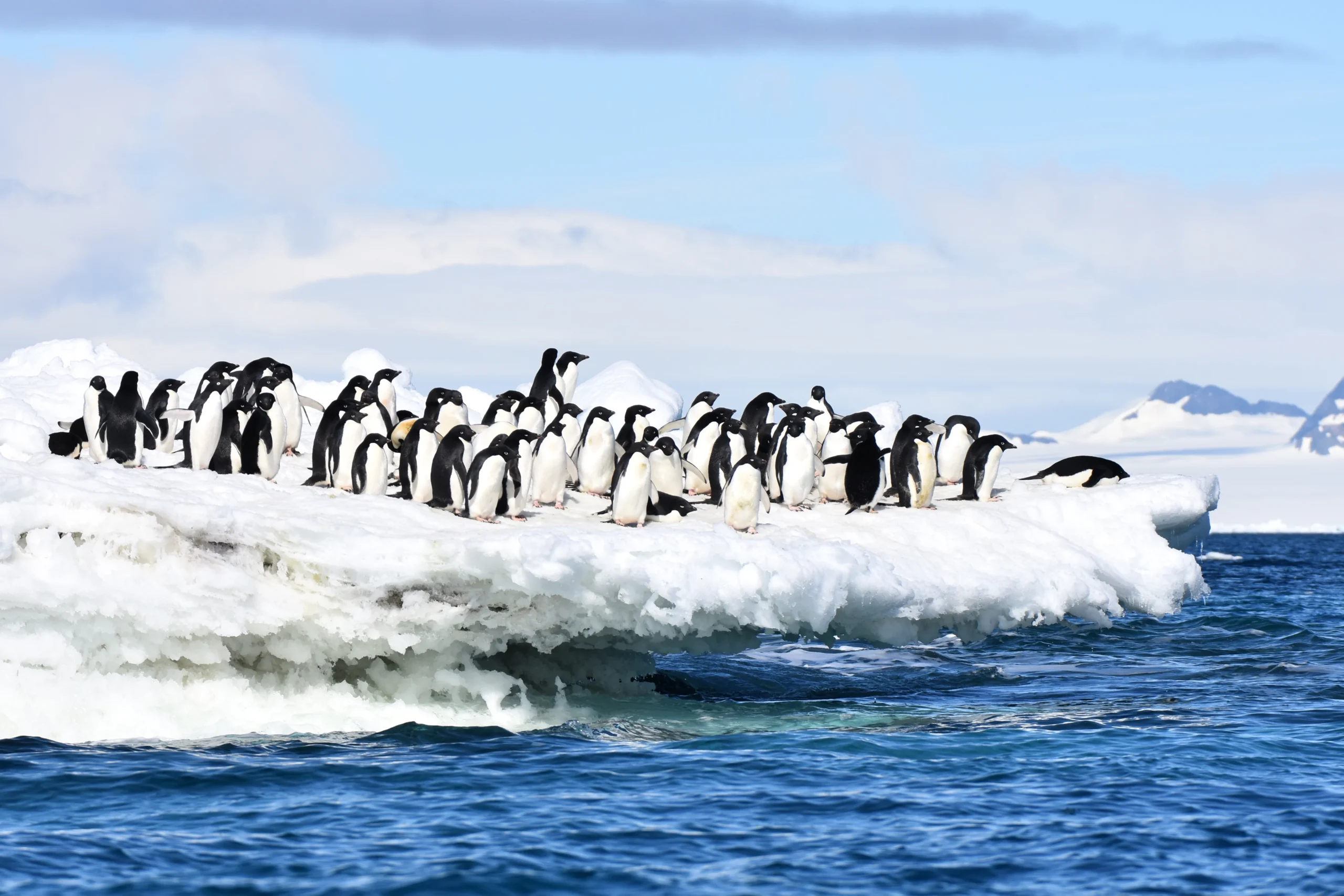 let us know your thoughts about Antarctica and we will help you create the perfect trip