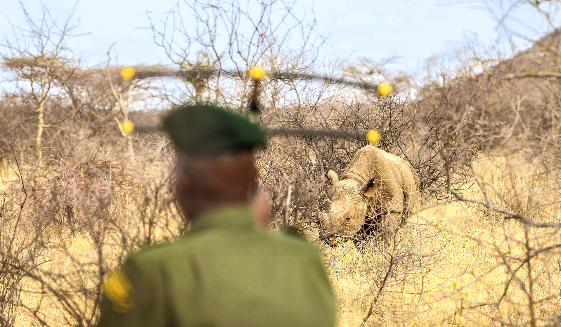 Rhino safaris
