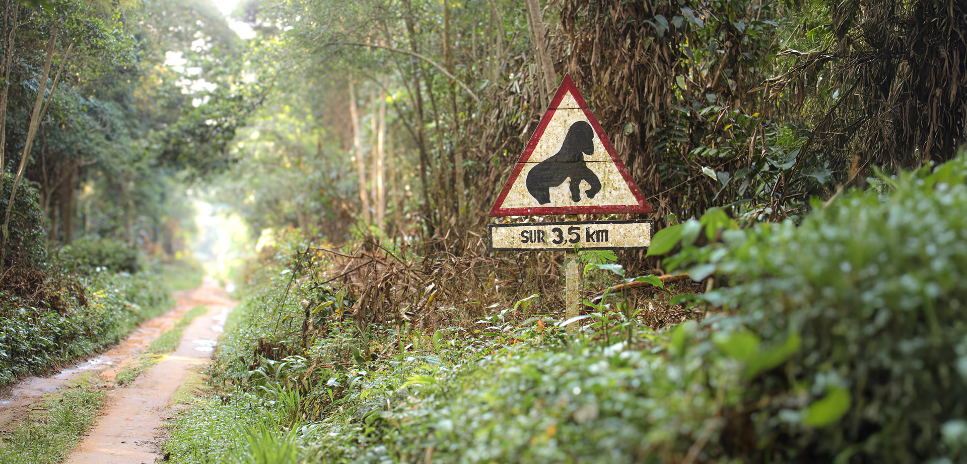 Gorilla safaris