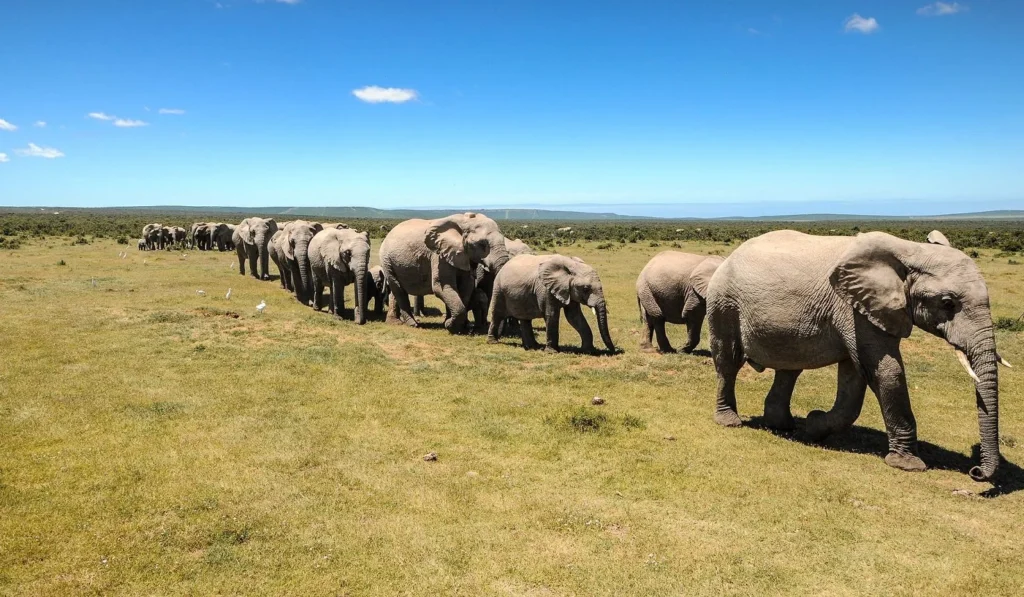 Addo