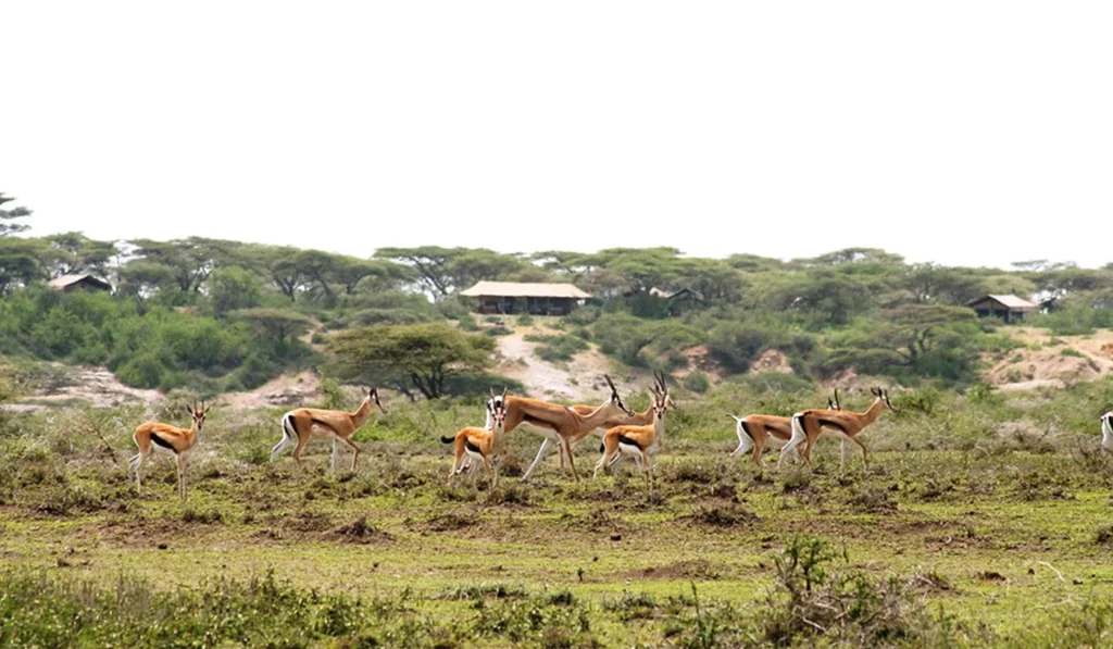 Ubuntu Kusini Camp