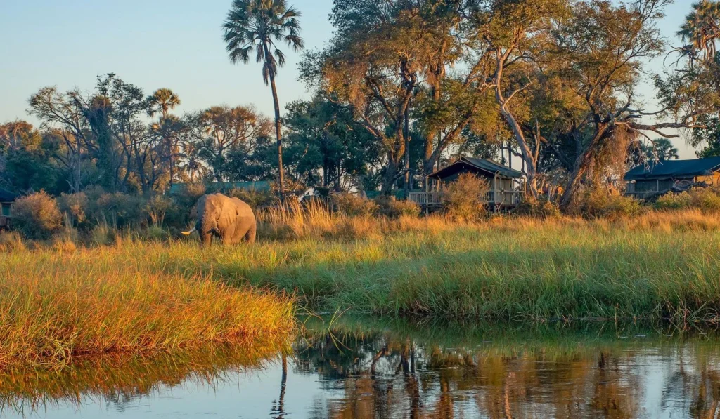 Moremi Crossing