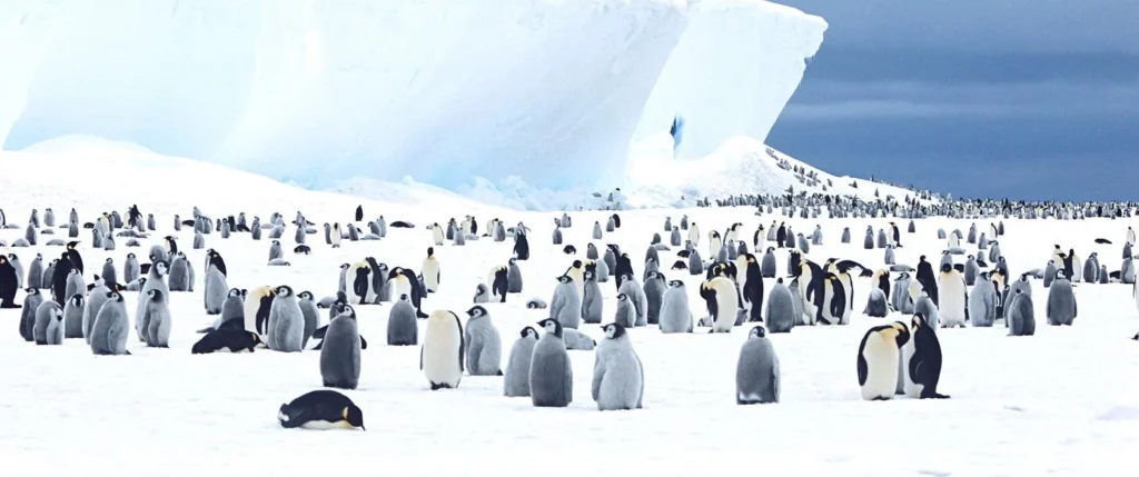 Antarctic Peninsula