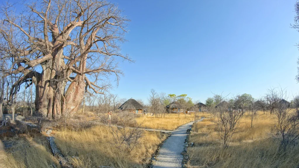 Planet Baobab