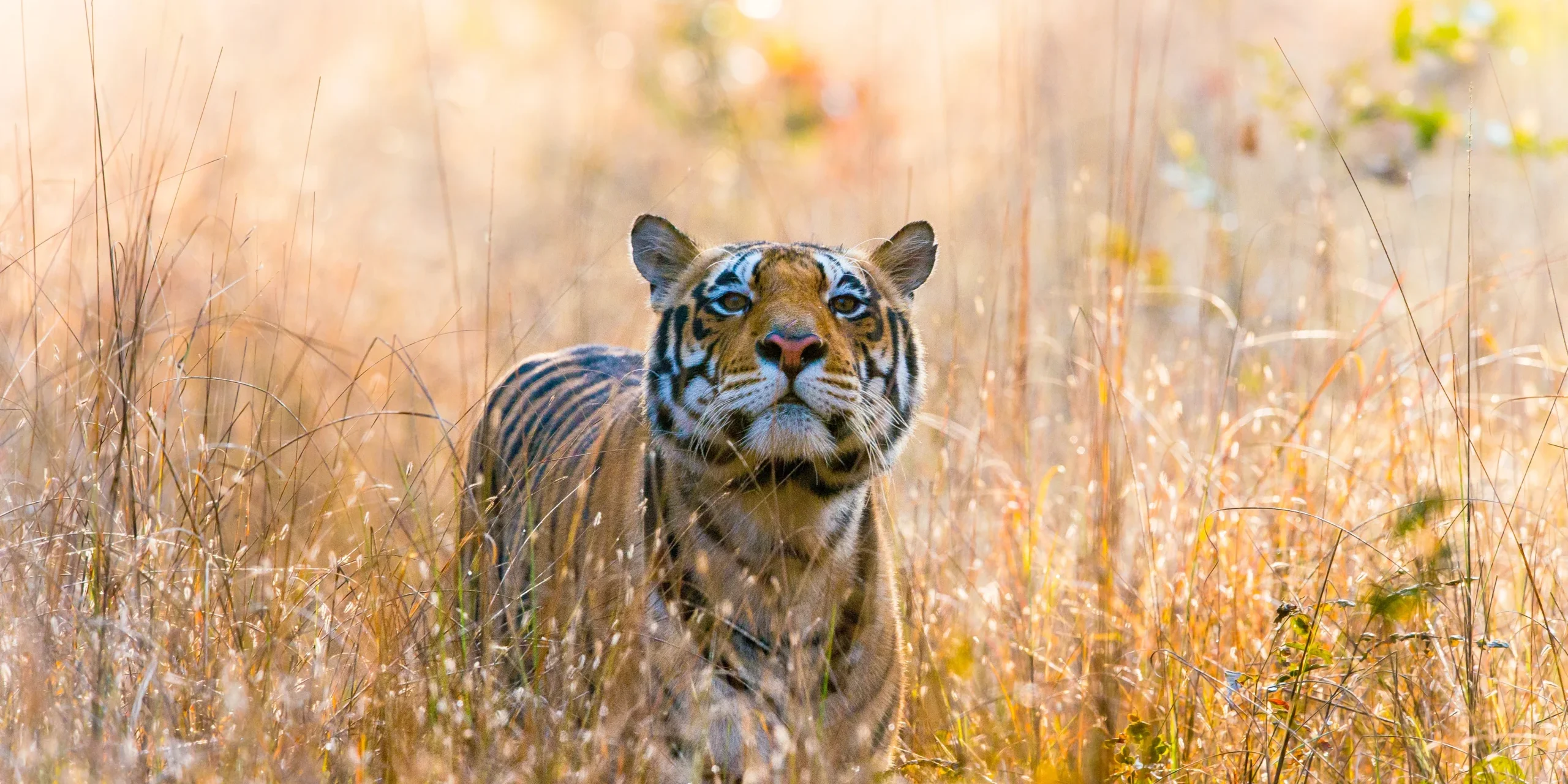 are the ultimate felines, the perfect blend of beauty and power