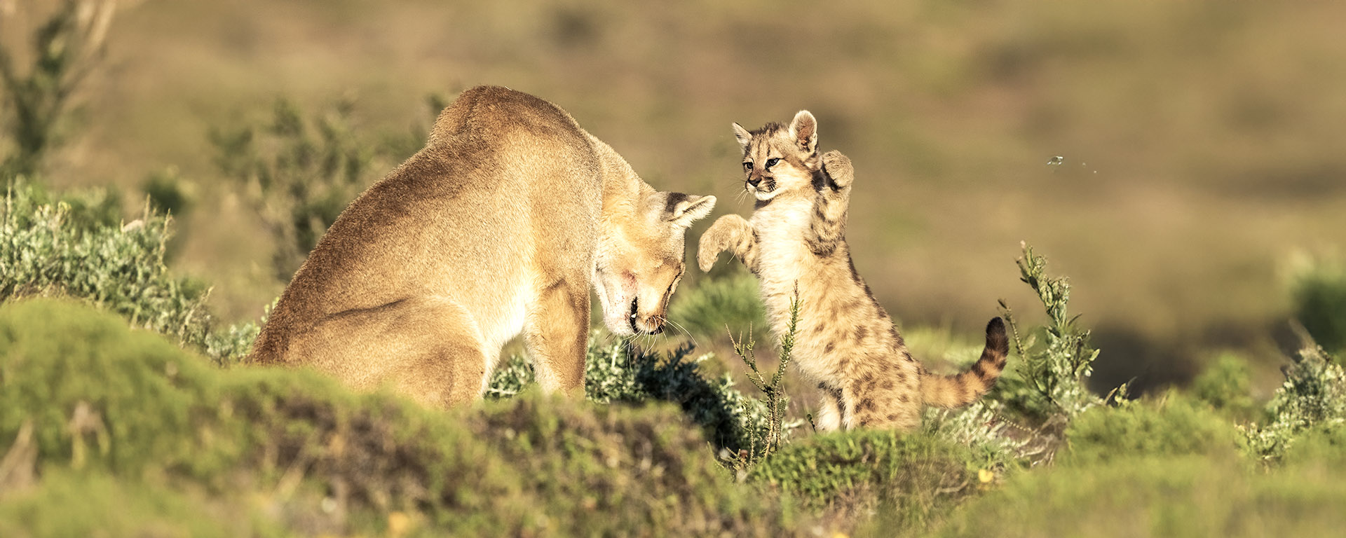 let us know when you can travel and we will help you to meet the pumas