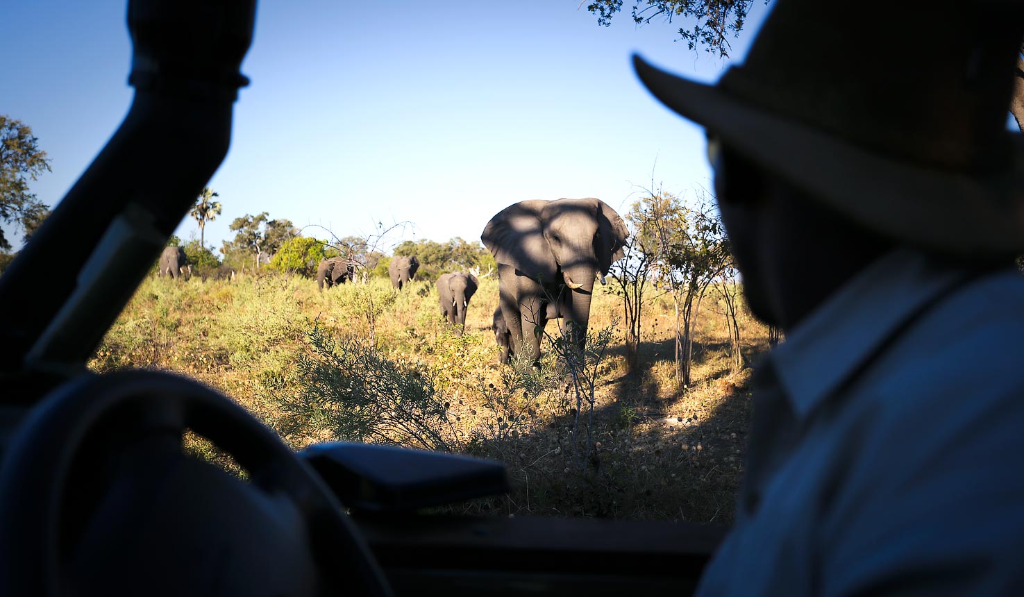 The cost of safari in Botswana