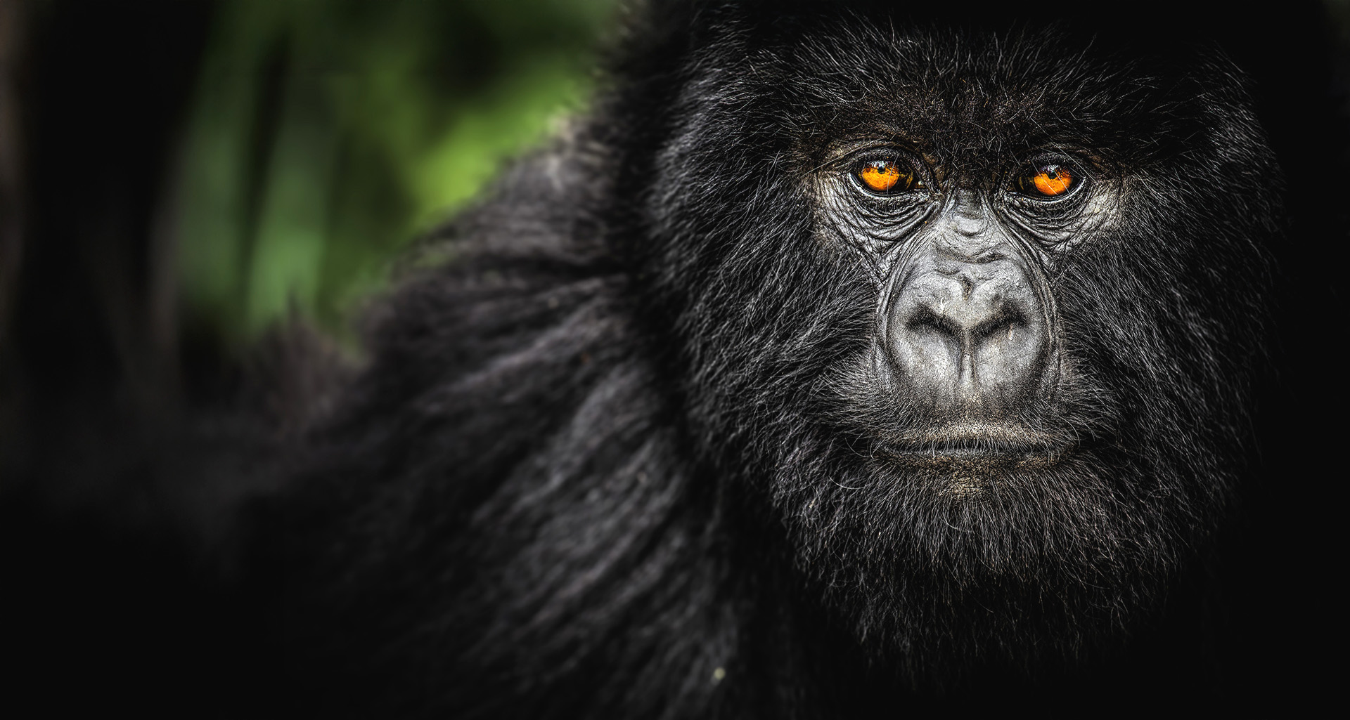let us know about your specific interests and we will help build an amazing safari