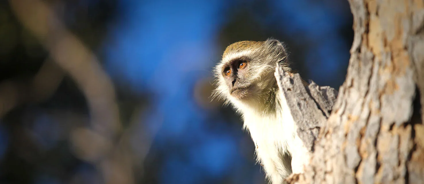 is the best location in Africa for a genuine luxury safari 