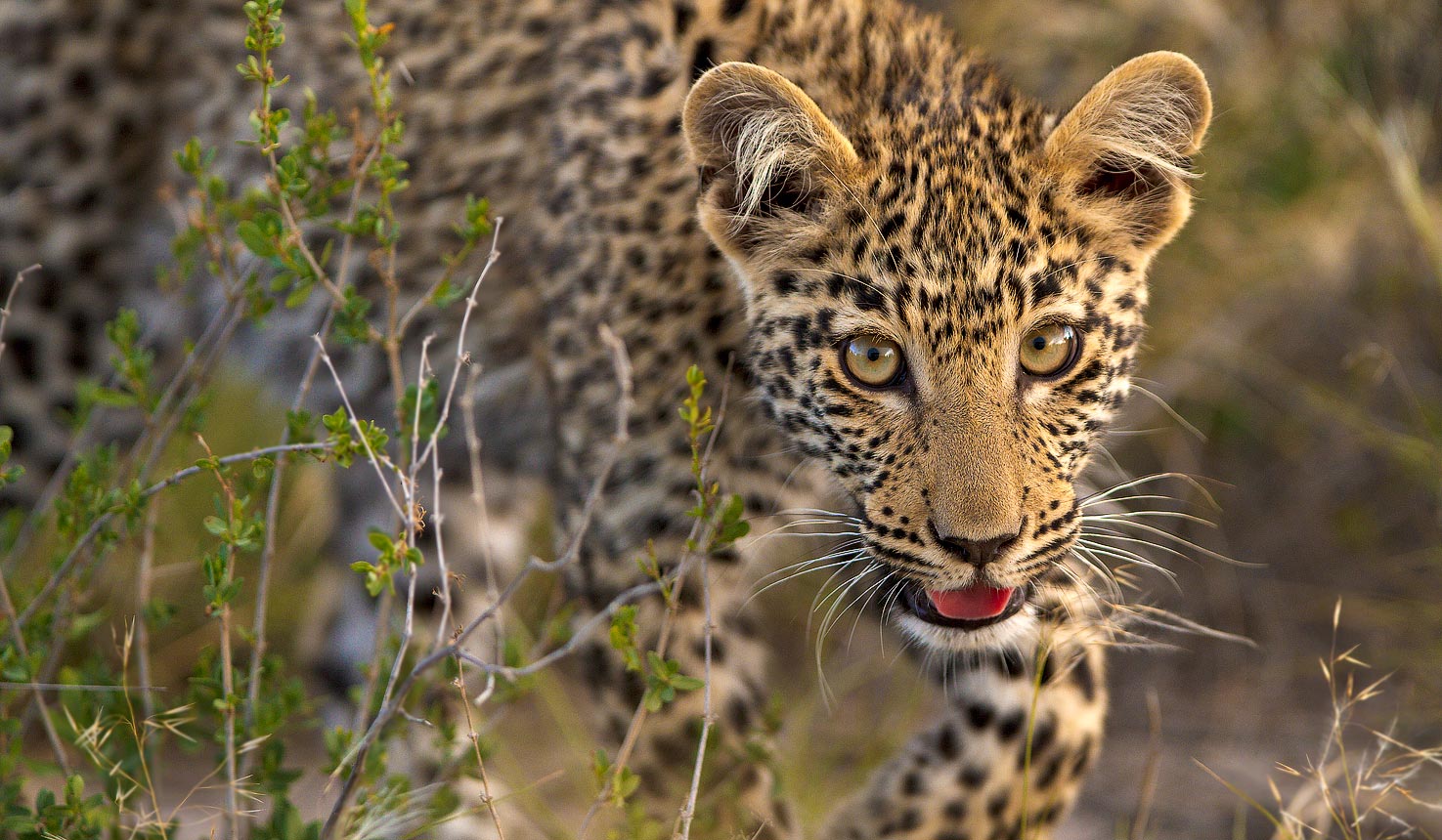 Photographic safari in Botswana