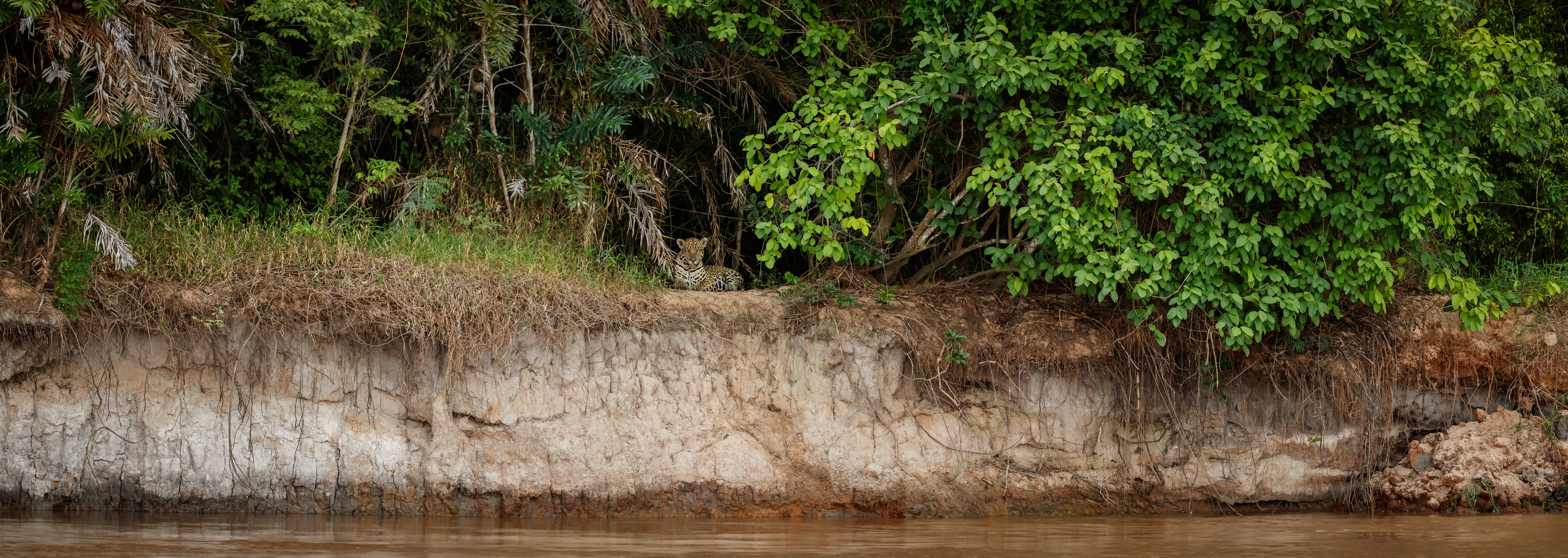 let us know about your specific interests and we will help build an amazing safari