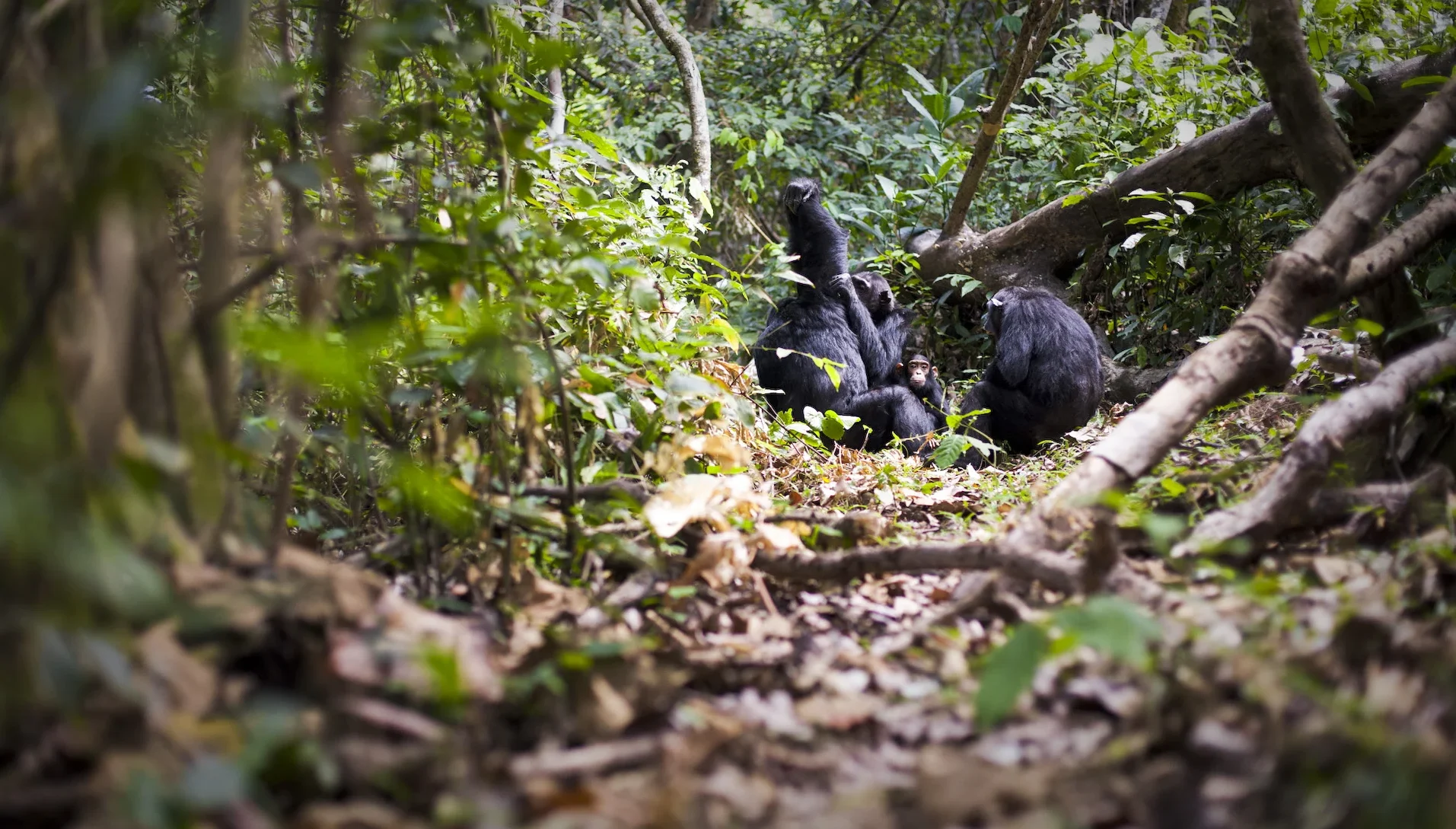 Primate safaris