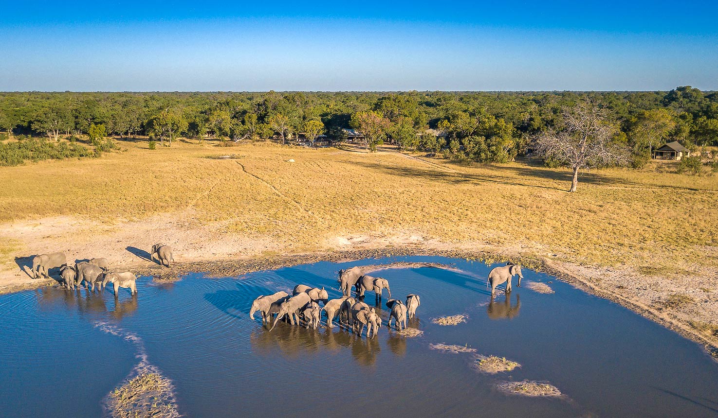 Savanna safaris
