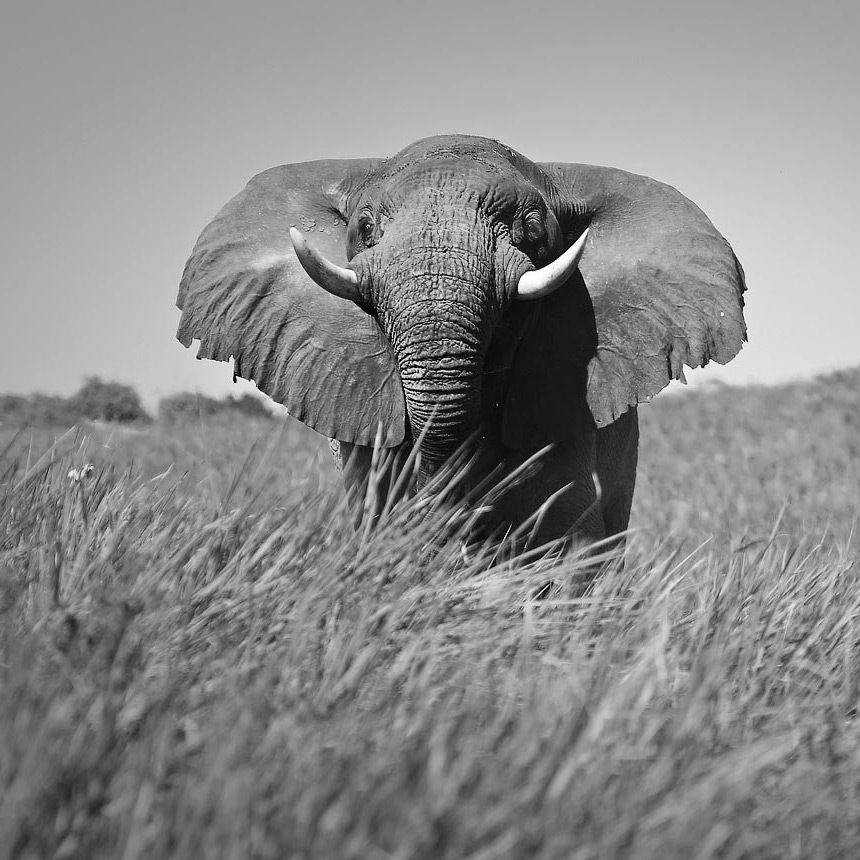 Safari In January