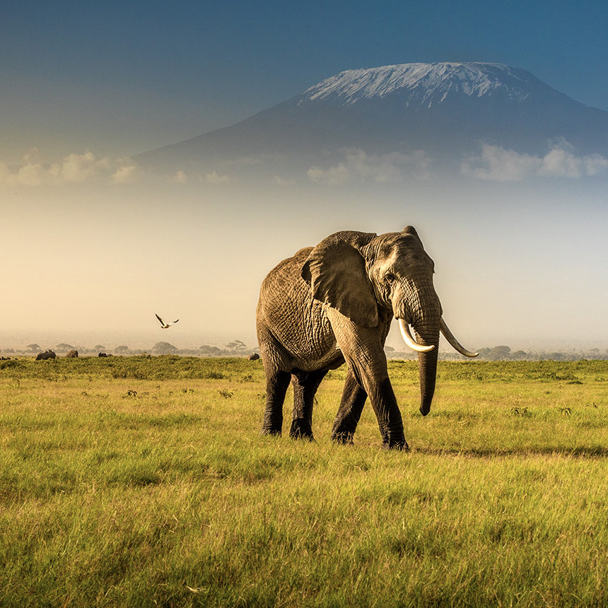 Safari In April